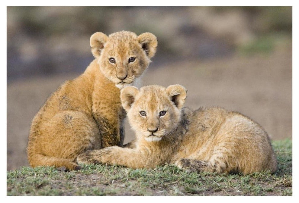 "African Lion cubs, vulnerable, Masai Mara National Reserve" Paper Art, 38"x26"