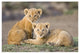 "African Lion cubs, vulnerable, Masai Mara National Reserve" Paper Art, 38"x26"