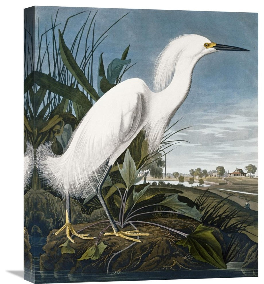 "Snowy Heron" Stretched Canvas Giclee by John James Audubon, 18"x22"