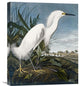 "Snowy Heron" Stretched Canvas Giclee by John James Audubon, 18"x22"