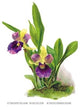 Zygopetalum Discolor Atrocoeruleum- Canvas Poster 20" x 30"