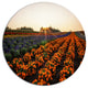 Beautiful Japanese Flower Farm, Floral Disc Metal Artwork, 23"