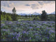 "Lupine meadow, Grand Teton National Park, Wyoming"  by Tim Fitzharris, 33x25"