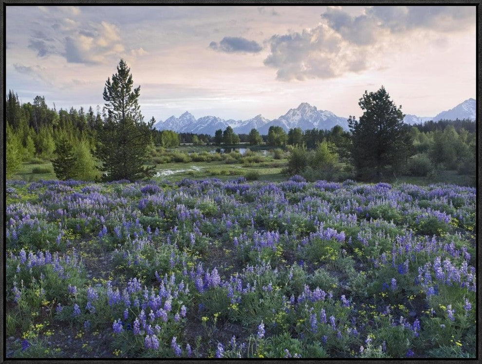 "Lupine meadow, Grand Teton National Park, Wyoming"  by Tim Fitzharris, 33x25"