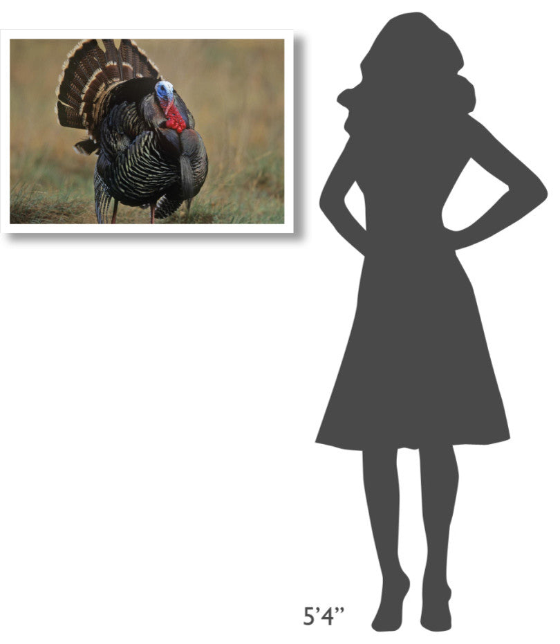 "Wild Turkey male, North America" Digital Paper Print by Tim Fitzharris, 32"x22"