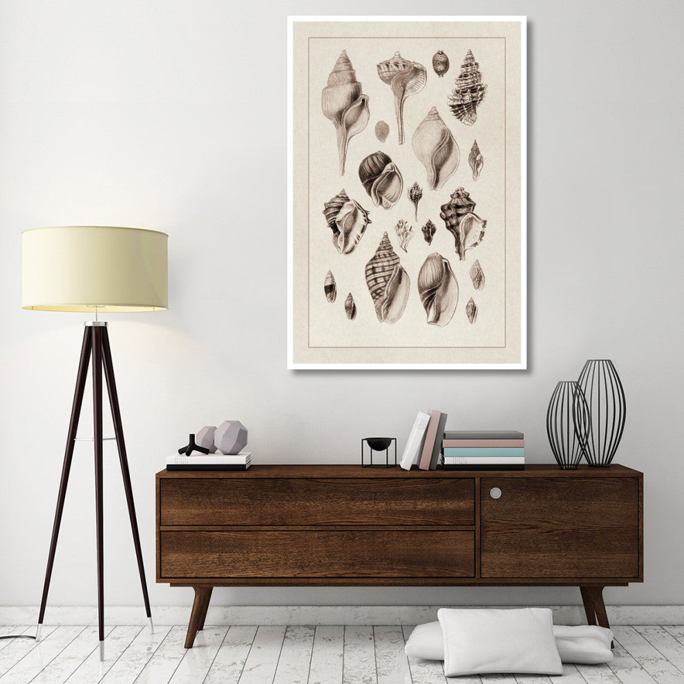 "Shells: Sessile Cirripedes #3 (Sepia)" Paper Print by G.B. Sowerby, 42"x62"