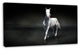Isolated Black Horse on Black, Animal Canvas Art Print, 32"x16"