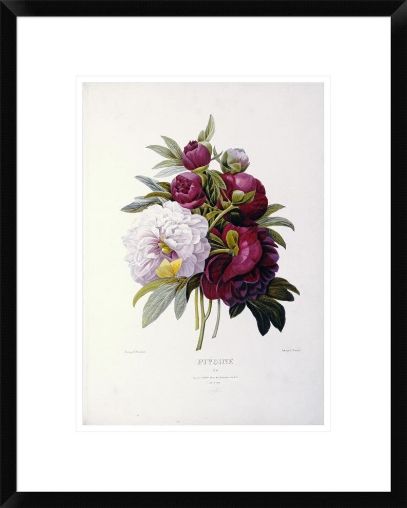 "Peonies" Framed Digital Print by Pierre Joseph Redoute, 19x24"