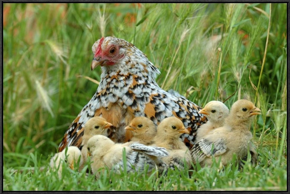 "Fowl with chicks" Framed Canvas Giclee by Jan Baks, 37x25"