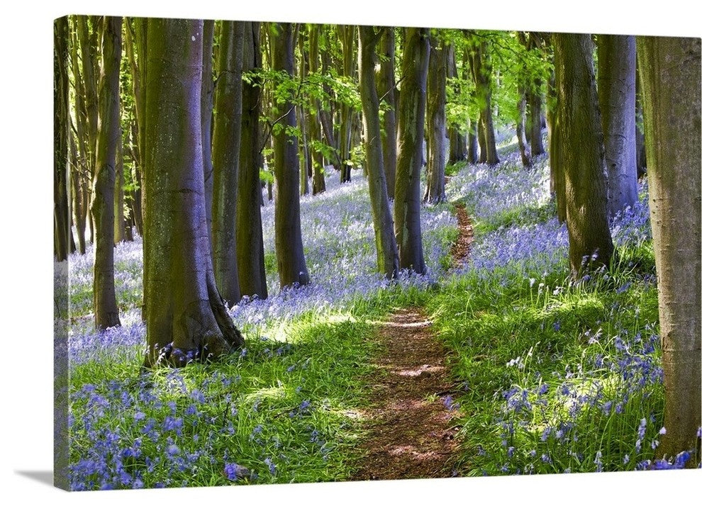 "A Walk in the Woods" Wrapped Canvas Art Print, 24"x16"x1.5"