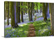 "A Walk in the Woods" Wrapped Canvas Art Print, 24"x16"x1.5"