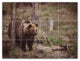 Bear Ceramic Tile Wall Mural HZ500130-43M. 24" x 18"