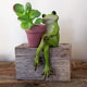 Sitting Frog Cute Animal Succulent Indoor Outdoor Flower Pot Planter Container