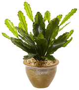 Double Cactus in Glazed Clay Pot