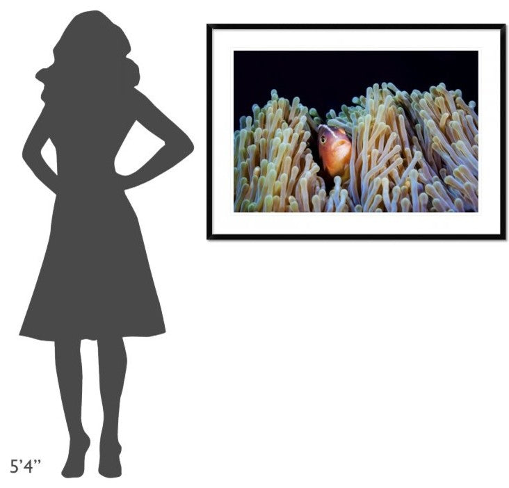 "Clownfish" Framed Digital Print by Barathieu Gabriel, 44x32"