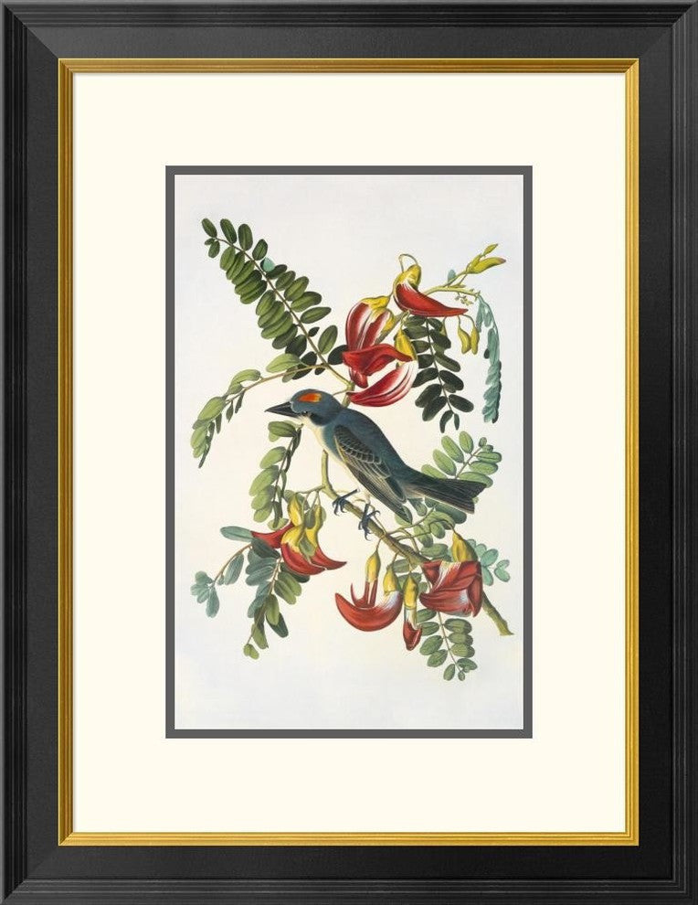 "Gray Tyrant" Framed Digital Print by John James Audubon, 20"x26"