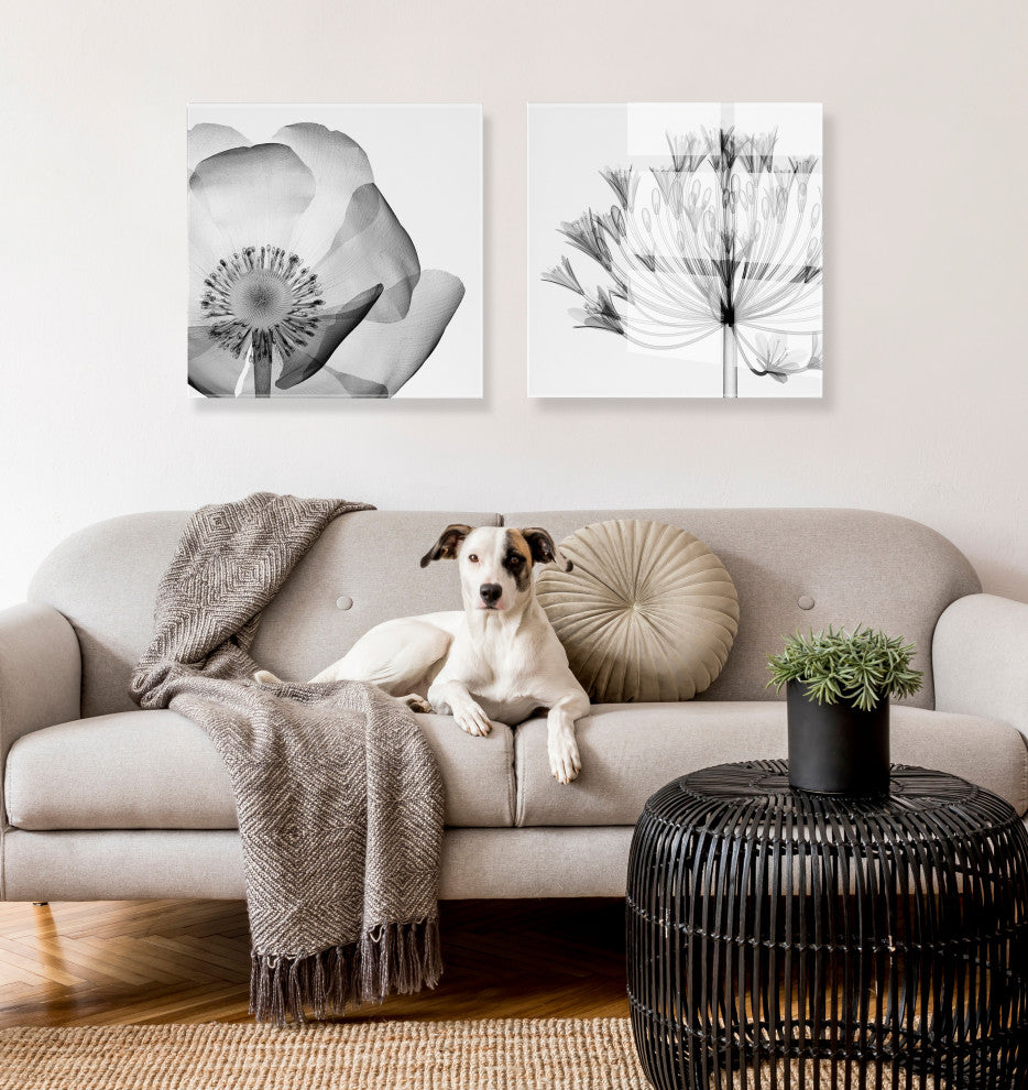 Bell Agapanthus X Ray Acrylic Art by The Creative Bunch Studio, Assorted 23x23