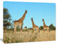 Giraffe Family in Africa, African Canvas Art Print, 20"x12"