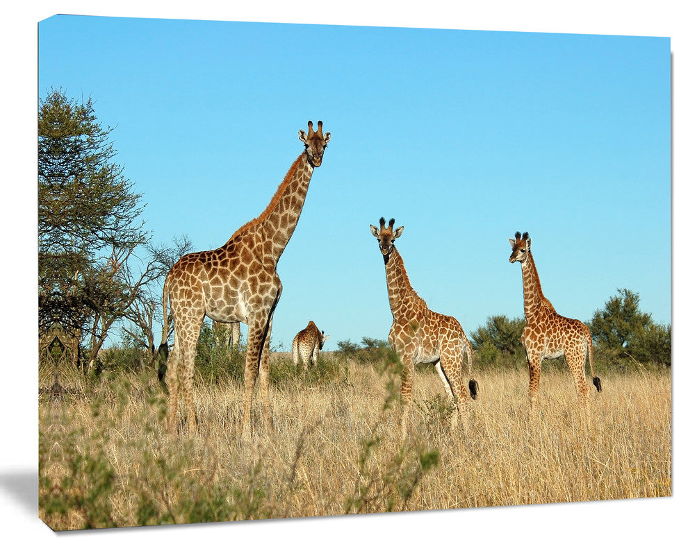 Giraffe Family in Africa, African Canvas Art Print, 20"x12"