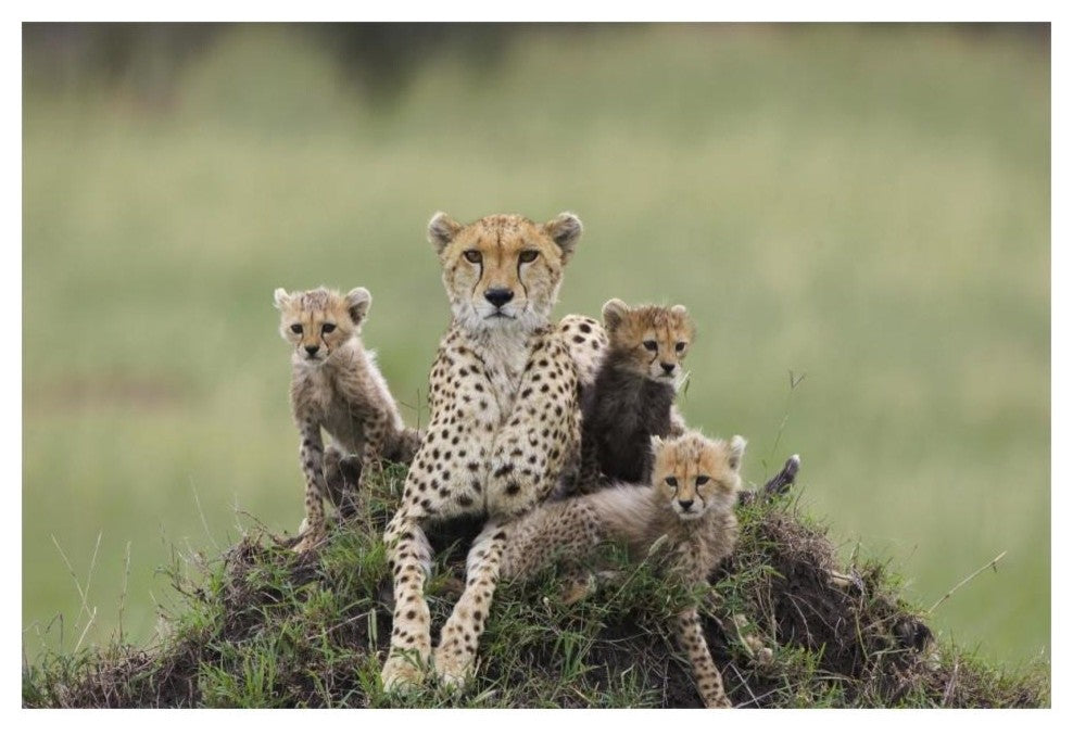 "Cheetah mother and 8-9 week old cubs, Maasai Mara Reserve" Paper Art, 20"x14"