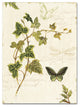 ''Ivies and Ferns IV'' Canvas Art by Lisa Audit