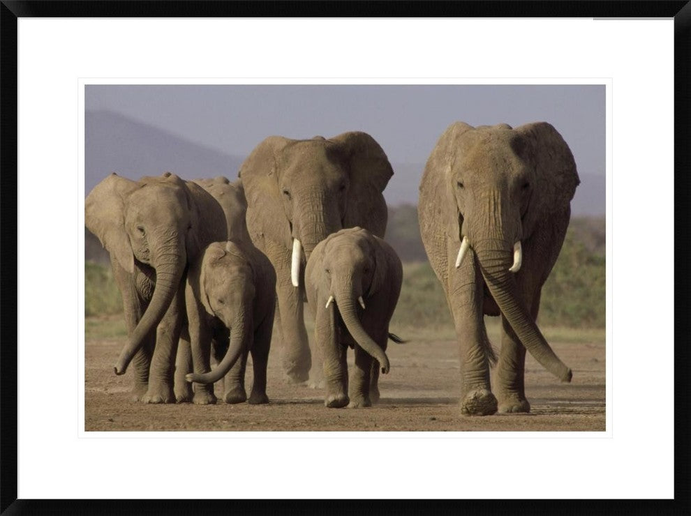 African Elephant Herd With Calves, Amboseli National Park, Kenya, 30"x22"