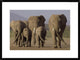 African Elephant Herd With Calves, Amboseli National Park, Kenya, 30"x22"