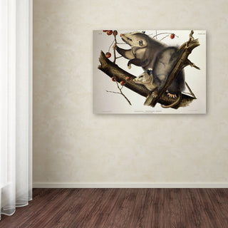 'Virginian Opossum' Canvas Art by John James Audubon