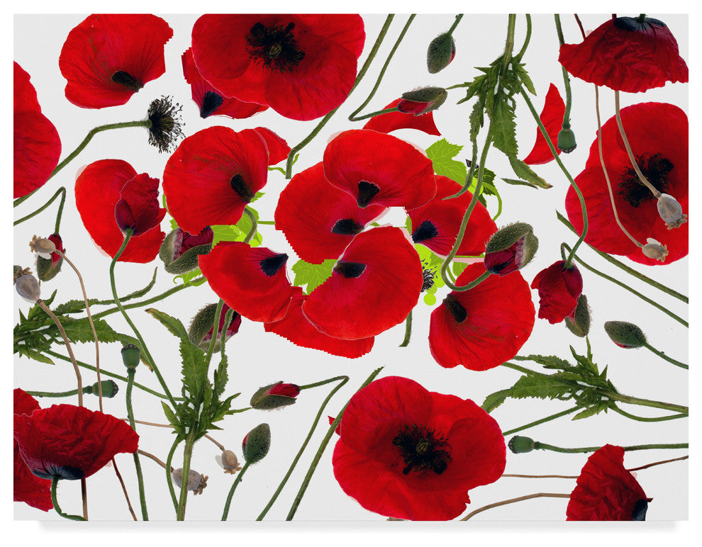 "Poppy Flower" by Ata Alishahi, Canvas Art, 24"x18"
