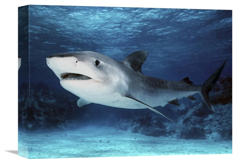 "Tiger Shark, Great Barrier Reef, Australia. Digitally Modified." Artwork