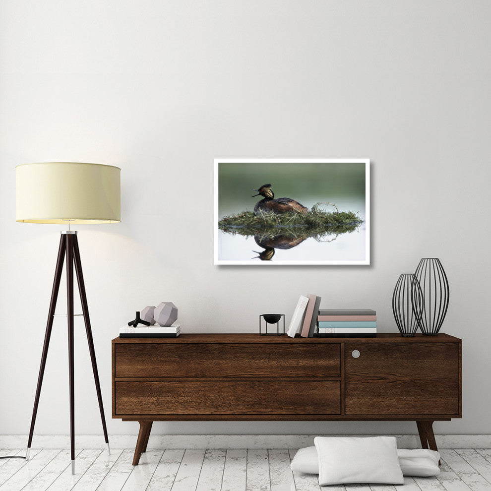 "Black-necked Grebe calling, incubating eggs, North America" Paper Art, 38"x26"
