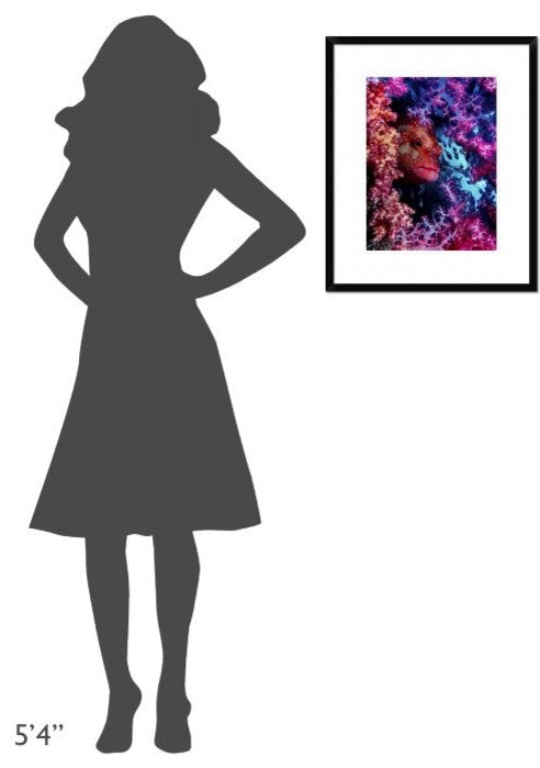 "Coral Hind" Framed Digital Print by Dani Barchana, 20"x24"