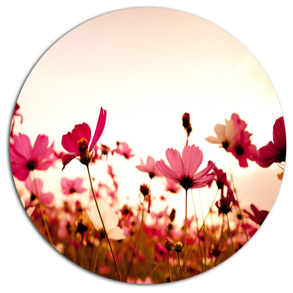 Cosmos Flowers On Pink Background, Floral Disc Metal Wall Art, 11"