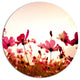 Cosmos Flowers On Pink Background, Floral Disc Metal Wall Art, 11"