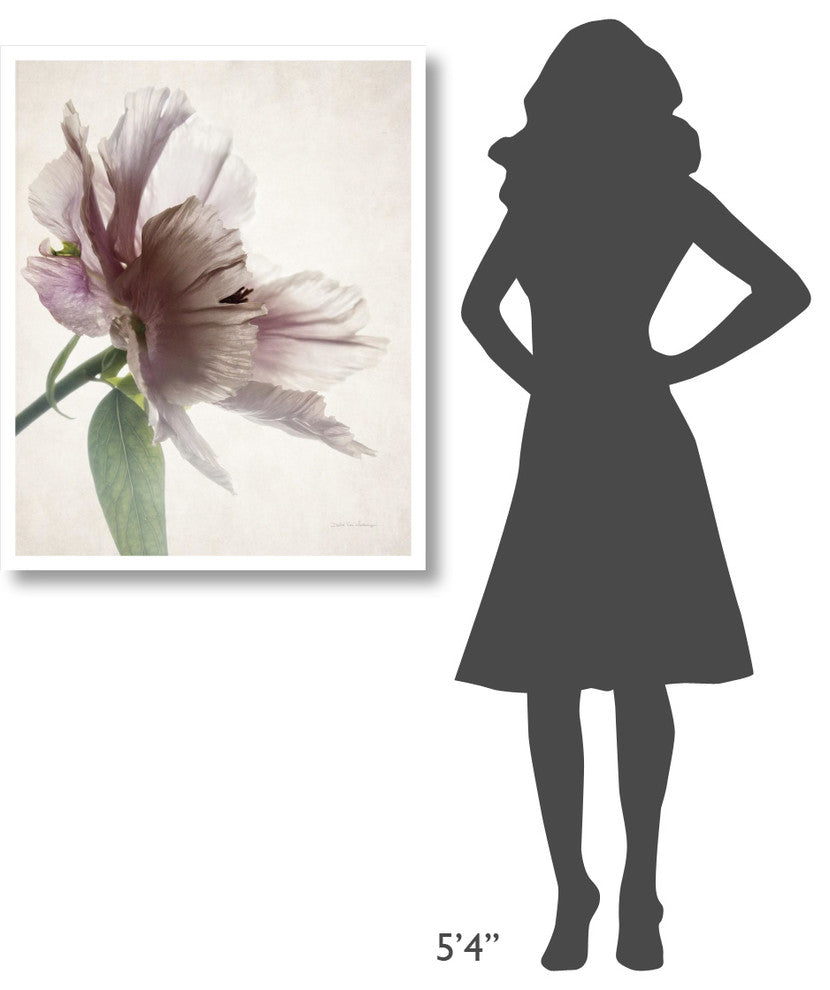 "Translucent Peony II" Digital Paper Print by Debra Van Swearingen, 30"x37"