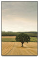 "Lone Tree in an Autumn Field" Oversized Framed Canvas, 60" x 40"