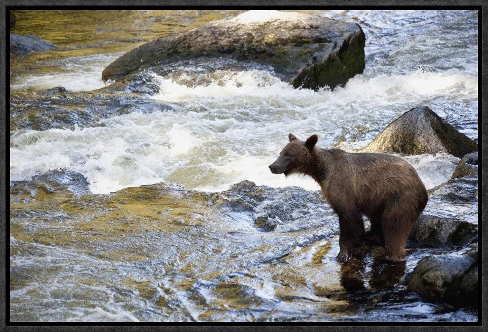 Grizzly Bear Fishing Along Anan Creek, Tongass National Forest, Alaska, 18"x12"