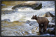 Grizzly Bear Fishing Along Anan Creek, Tongass National Forest, Alaska, 18"x12"