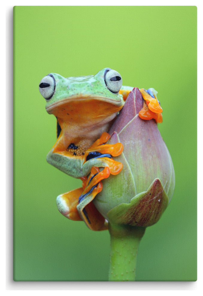 Tiny Green Tree Frog on Lotus Bloom Wildlife Floral Photo Canvas Wall Art Prints, 24" X 36"