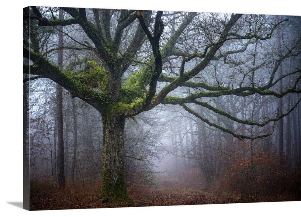 "Old oak tree" Wrapped Canvas Art Print, 24"x16"x1.5"