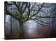 "Old oak tree" Wrapped Canvas Art Print, 24"x16"x1.5"