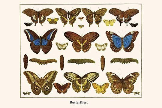 Butterflies, - Gallery Wrapped Canvas Art 28" x 42"