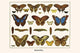 Butterflies, - Gallery Wrapped Canvas Art 28" x 42"