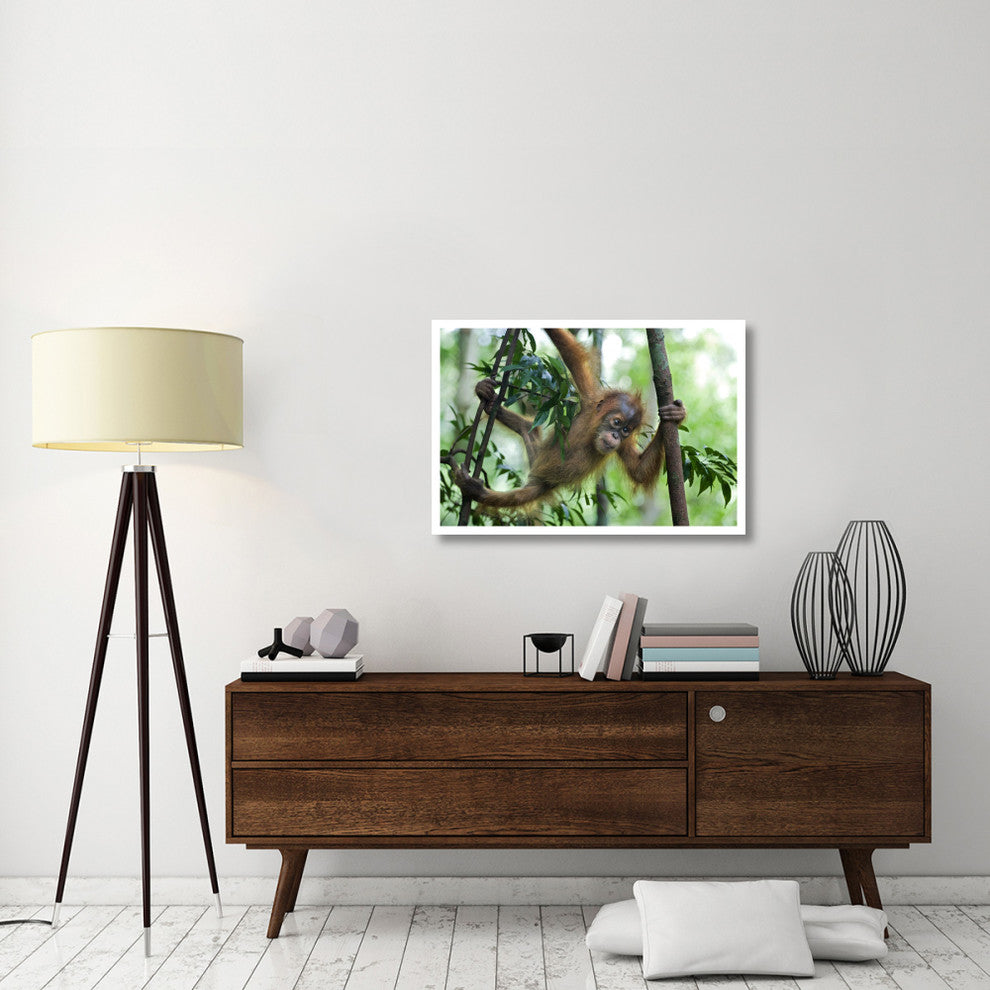 "Sumatran Orangutan baby playing in tree, north Sumatra" Paper Art, 38"x26"
