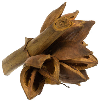 Vickerman 6" Aspen Gold Star Pod, 1 Piece, Dried