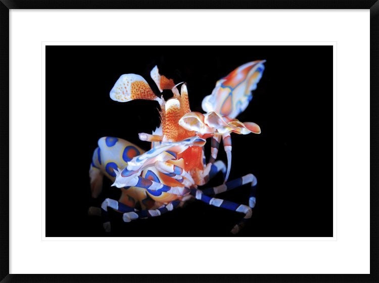 "Harlequin Shrimp" Framed Digital Print by Barathieu Gabriel, 32x24"