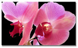 'Orchid' Canvas Art by Kathie McCurdy
