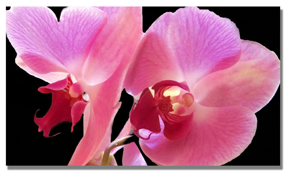 'Orchid' Canvas Art by Kathie McCurdy