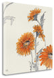 "Orange Gerbera I" By Chris Paschke, Giclee Print on Gallery Wrap Canvas