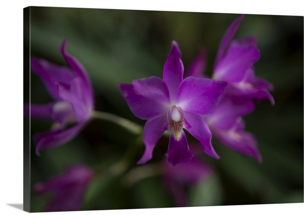 "Orchid III" Wrapped Canvas Art Print, 24"x16"x1.5"